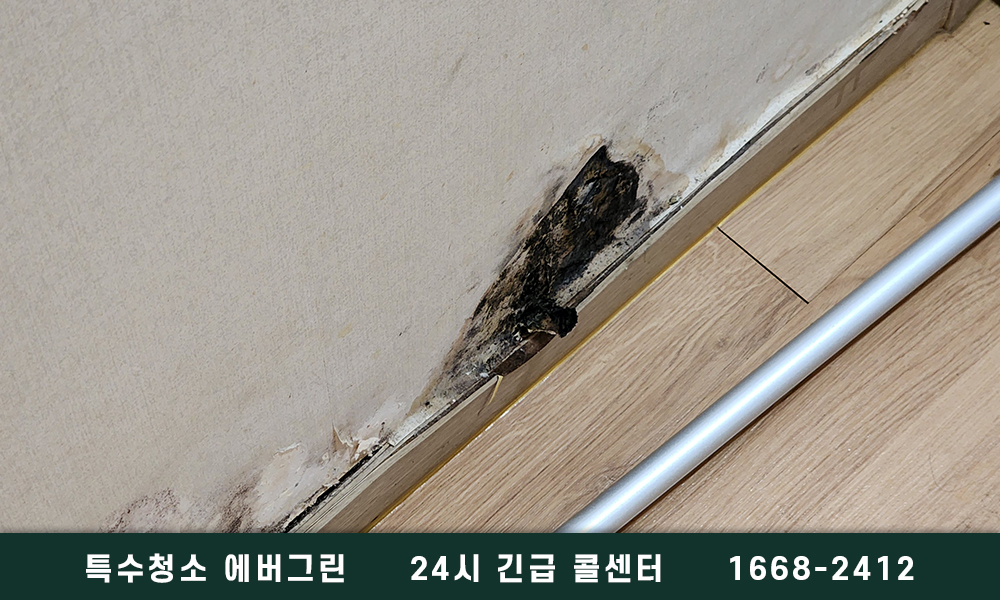 창녕군 쓰레기집청소 